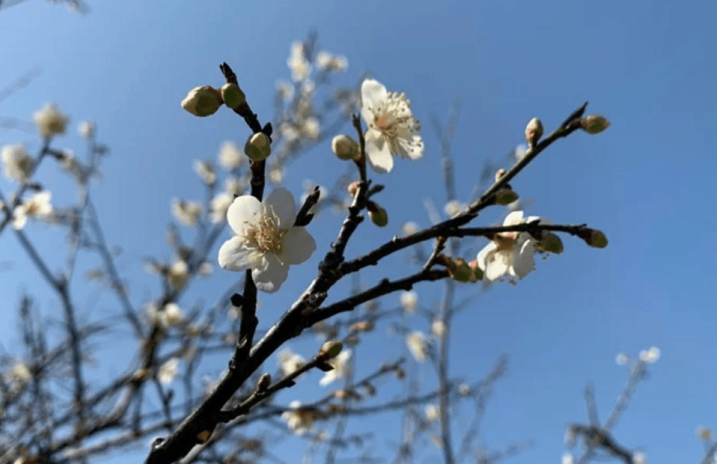 台中冬季旅遊景點｜3. 武陵農場